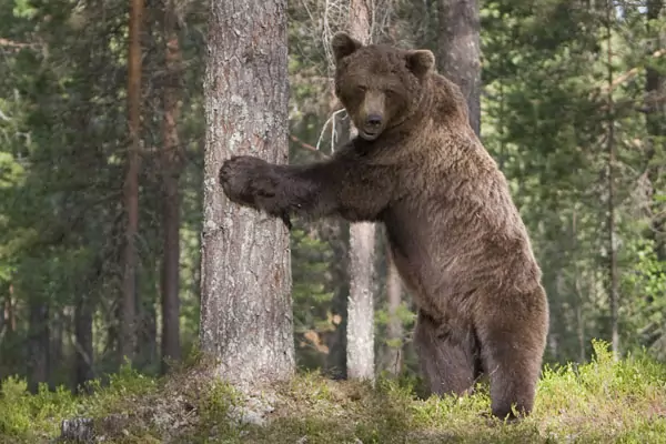 Kuhmo Oy | Karhu huilaa Karhu selällään | Kuhmo