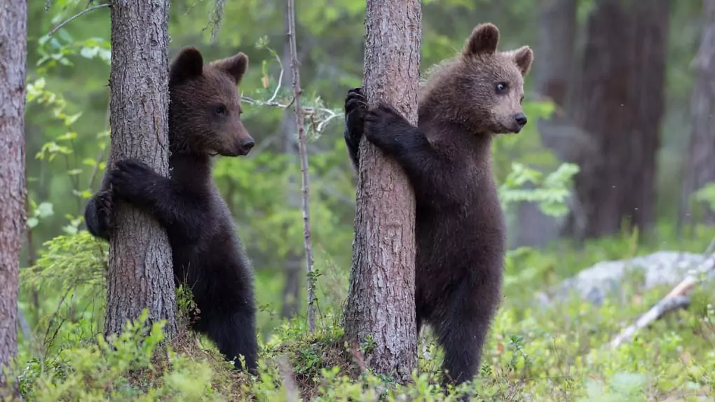 Kuhmo Oy | karhut hengaa Karhu selällään | Kuhmo